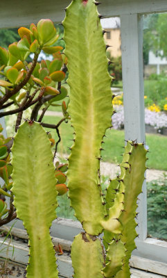 Euphorbia cactus -- succulent.