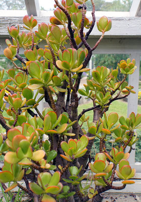 Jade tree -- succulent.