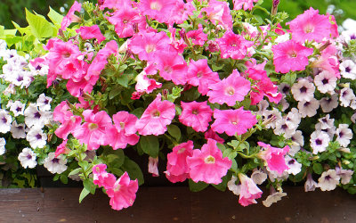 Petunias planter.