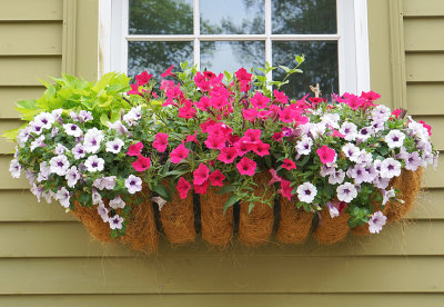 Petunia window planter.