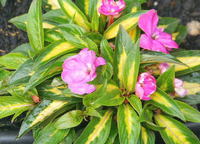 SunPatiens impatiens.