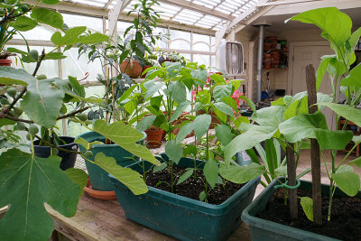 Greenhouse interior.