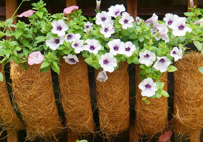 Petunia planter.