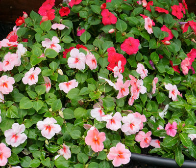 Impatiens.