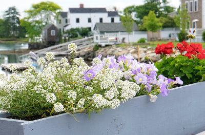 Planter on bridge. Marcy Street.