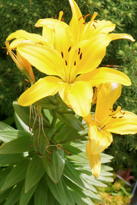 Yellow lily. Marcy Street.