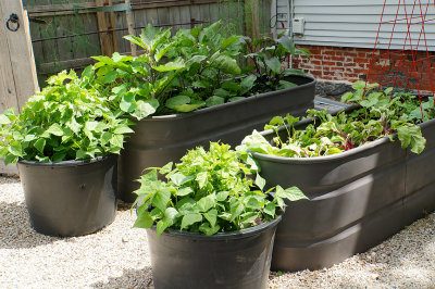 Vegetable planters.