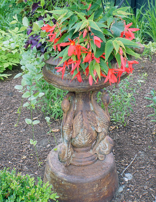Dolphin planter, bossa nova begonia.