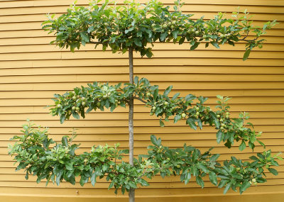 Espalier apple.