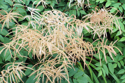 Astilbe.