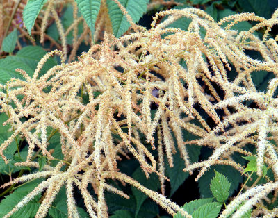 Astilbe, detail.