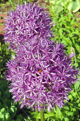 Allium with ladybug. 47 Piscataqua.