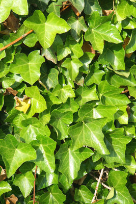 English ivy. 78 Portsmouth Ave.
