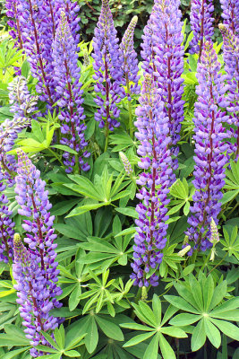 Purple lupine. 101 Portsmouth Ave.