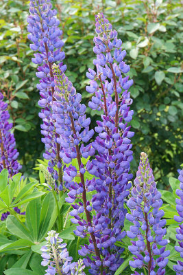 Purple lupine, detail. 101 Portsmouth Ave