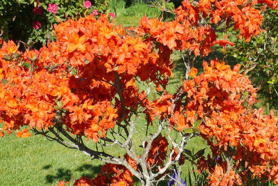 Orange azalea. 93 Portsmouth Ave.