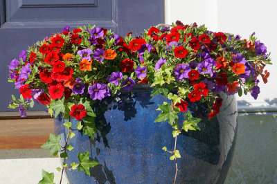 Petunia planter. 25 Piscataqua.
