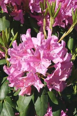 Pink rhododendron.  5 Walton.