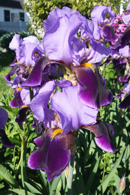 Purple iris. 97 Piscataqua.