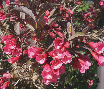 Red azalea. 40 Walbach.