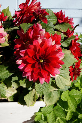 Red dahlia planter. 58 Cranfield.
