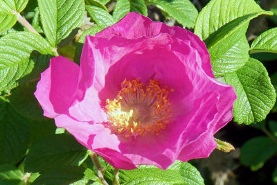 Pink rugosa detail. River Road.