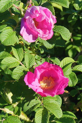 Pink rugosa. River Road.