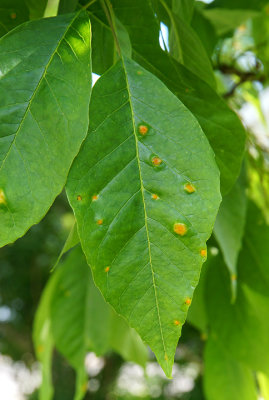White ash leaf galls. 54 Portsmouth Ave.