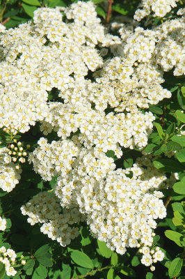 White spirea. 54 Portsmouth Ave.
