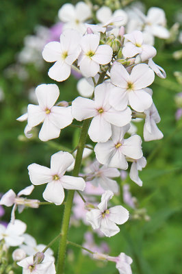 Wild phlox, detail.  MHT school.