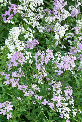 Wild phlox, mixed.  MHT school.