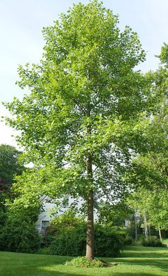 Tulip tree.  5 Walton.