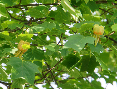 Tulip tree blossoms.  5 Walton.