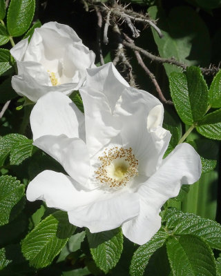 White rosa rugosa. At Harts Cove.