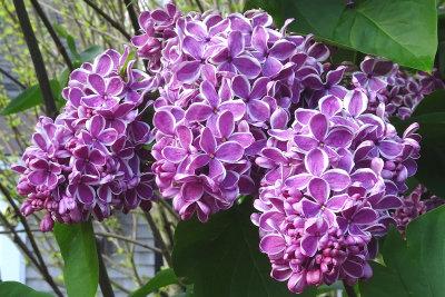 Bicolor lilac.