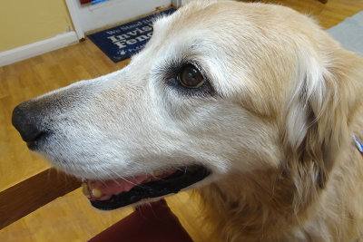 Teddy on his last day.