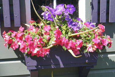 Purple window box.