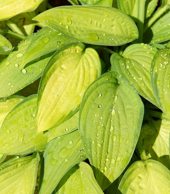 Hosta (freshly watered).