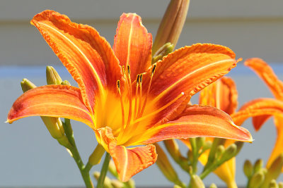 Orange day lily.