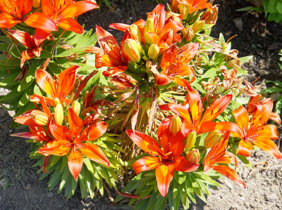 Tiger lilies.