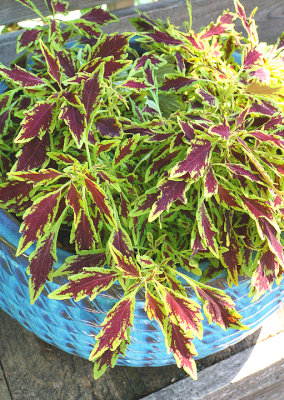 Coleus Flamethrower in pot.