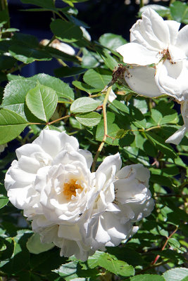 White roses.
