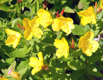 Evening primrose.
