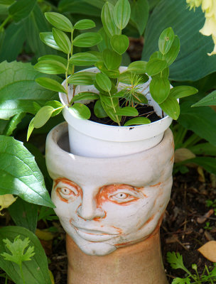 Face planter and pot.
