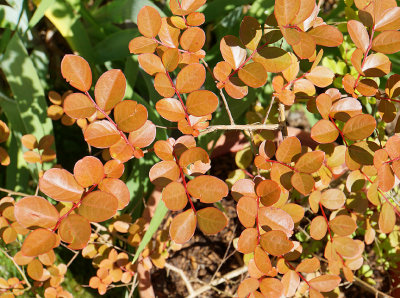 Tupelo shrub.