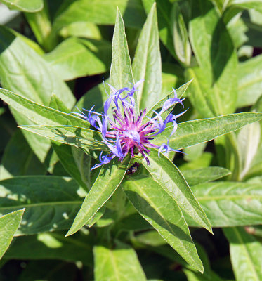 Cornflower.