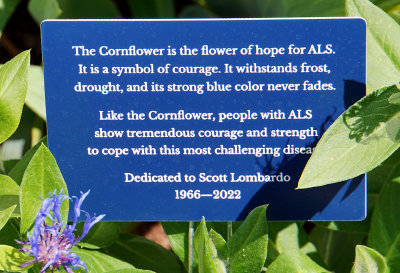 Cornflower sign.