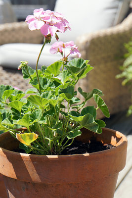 Pink geranium pot.
