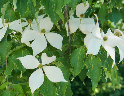 Kousa dogwood.