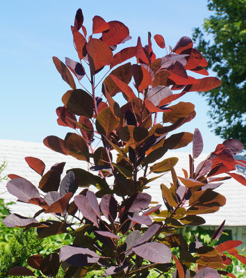 Purple smoke bush.